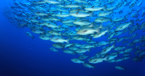 Fifth Circuit Finds National Marine Fisheries Service Has No Authority ...